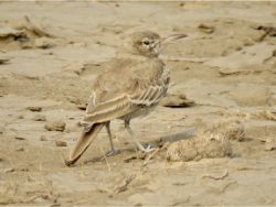 Greater Hoopoe-Lark